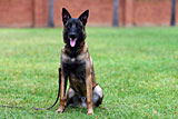 Belgian-Malinois