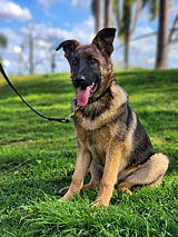 German Shepherd for Sale