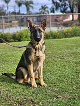 German Shepherd for Sale