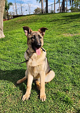 German Shepherd for Sale