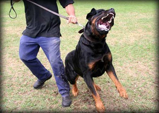Guard Dog Training Centre - Obedience &amp; Protection ...